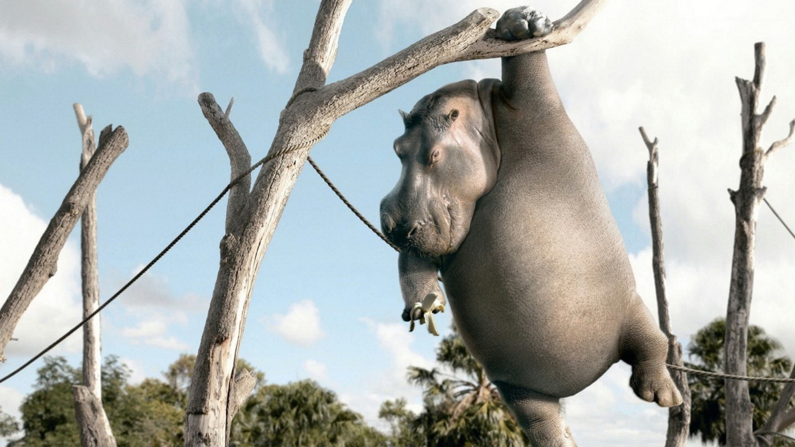 Бегемот с бананом