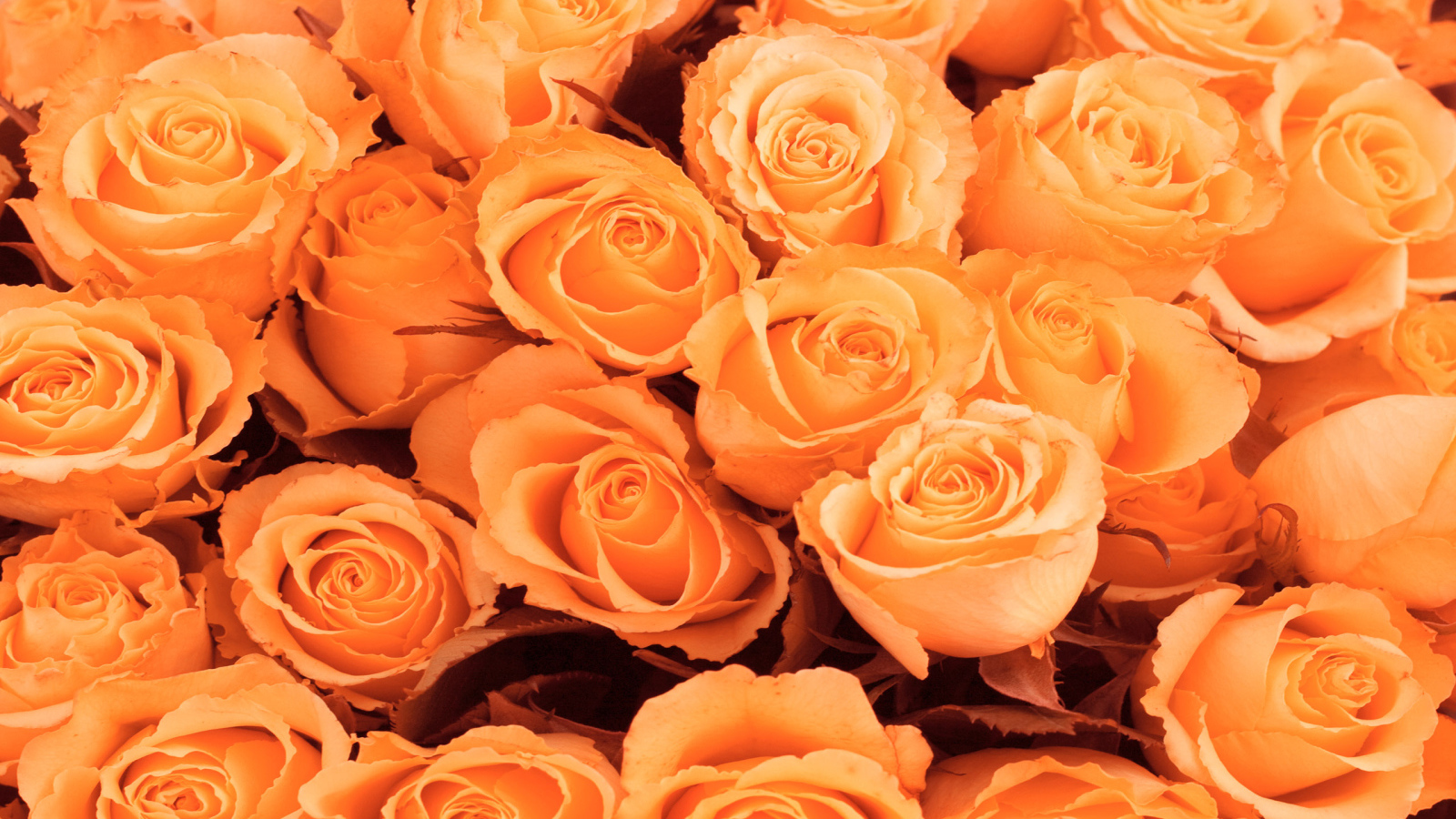 Красивые цветы к 8 Марта