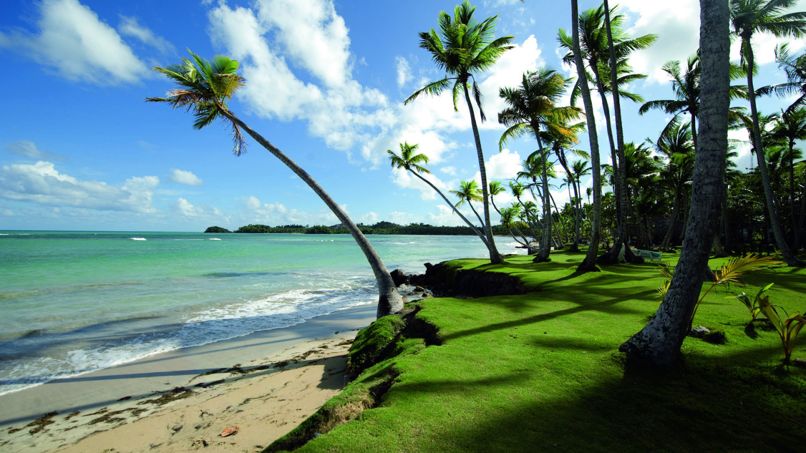 Прибрежные пальмы