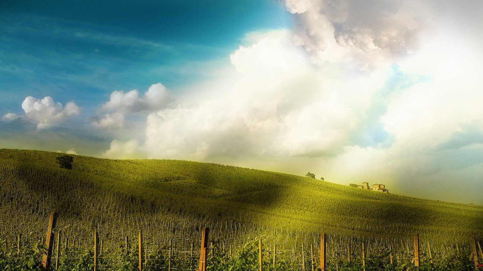 Поле-плантация