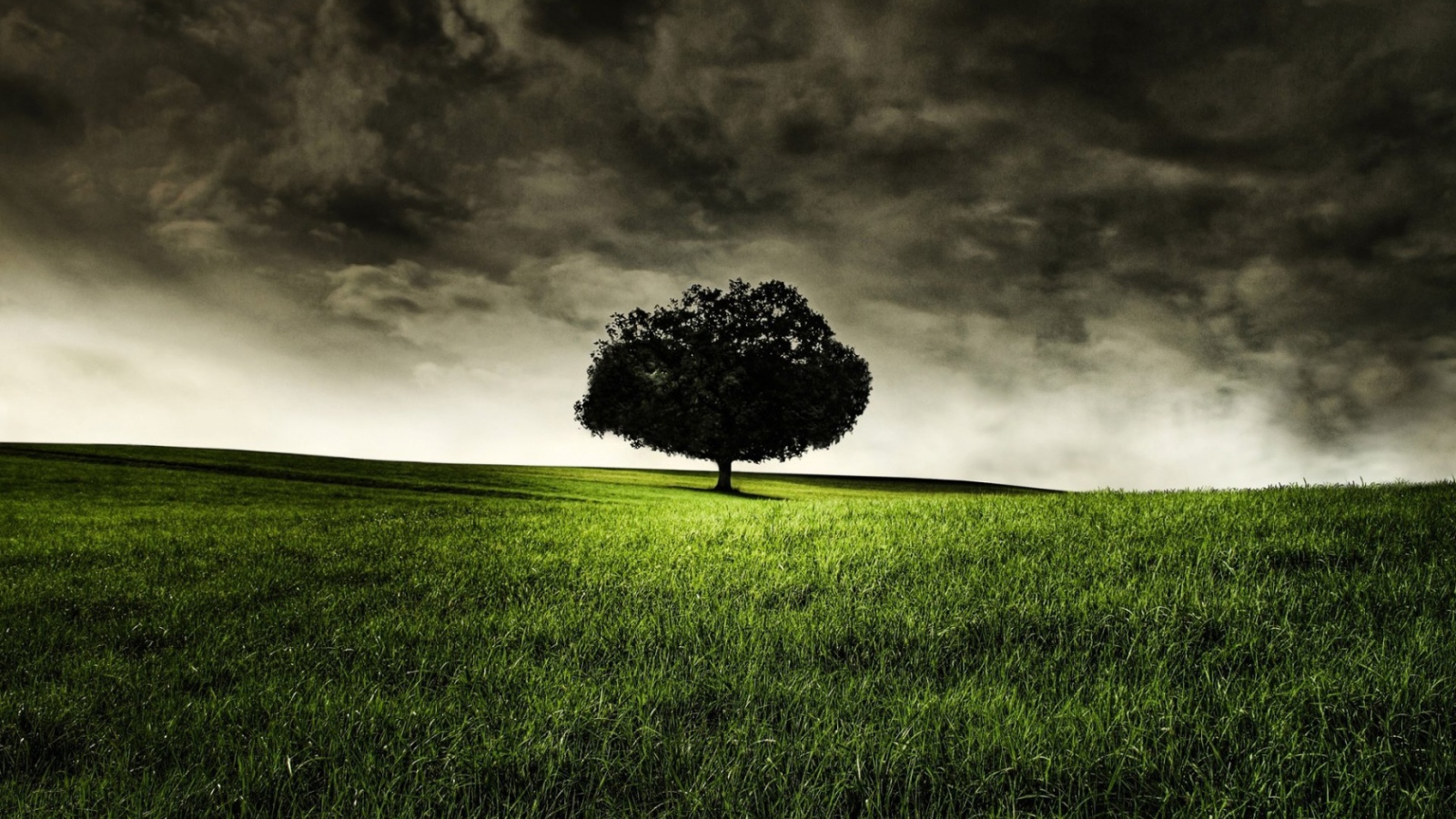 Запретное дерево Эдема