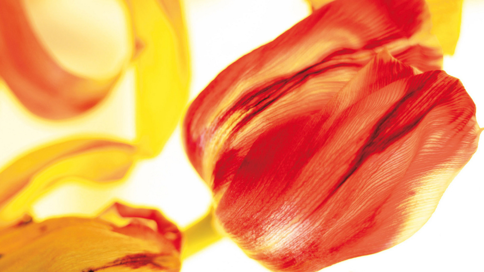 Красивые тюльпаны