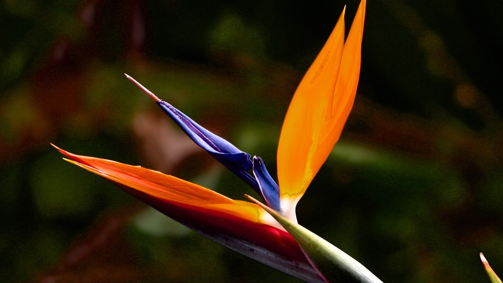 Экзотический цветок