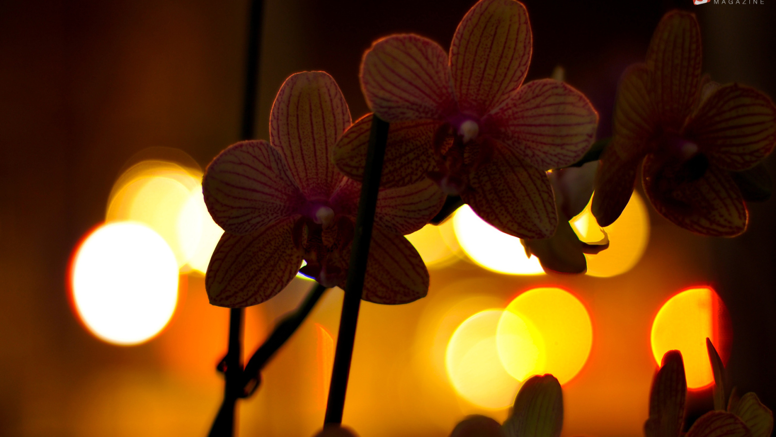 Цветы любимой