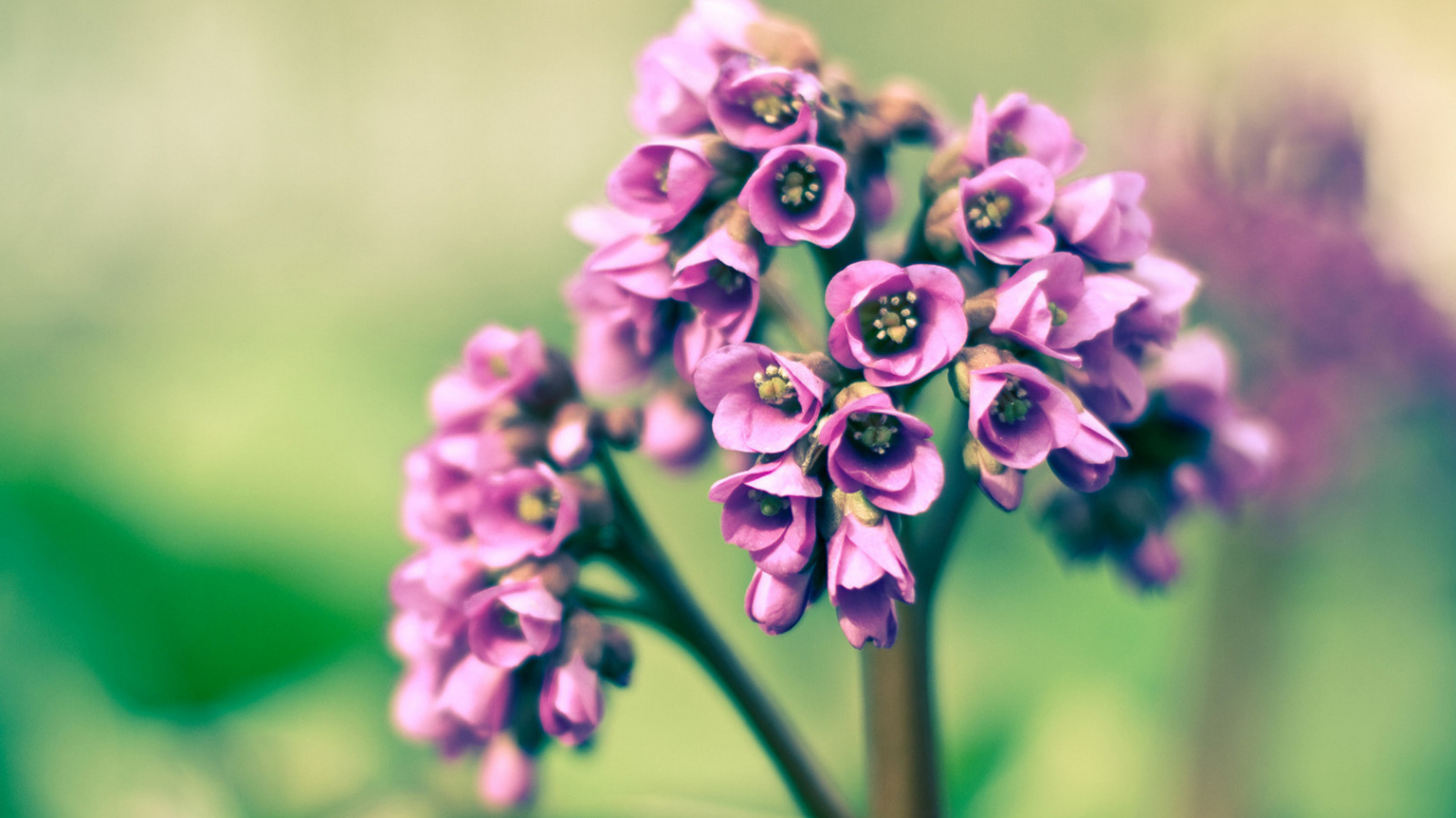 Розовые цветочки