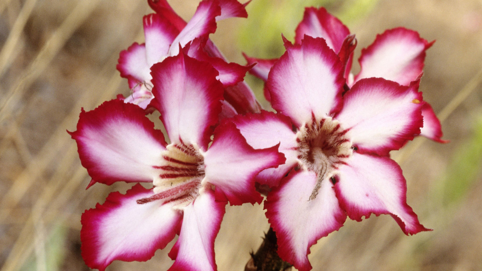 Шикарные цветы