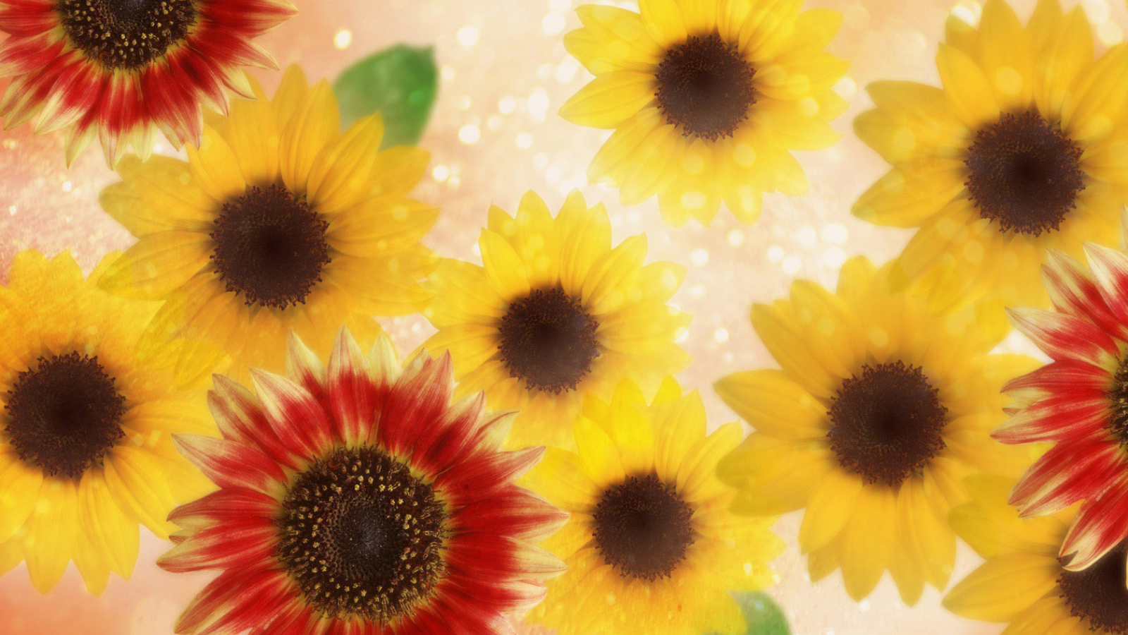 Подсолнухи