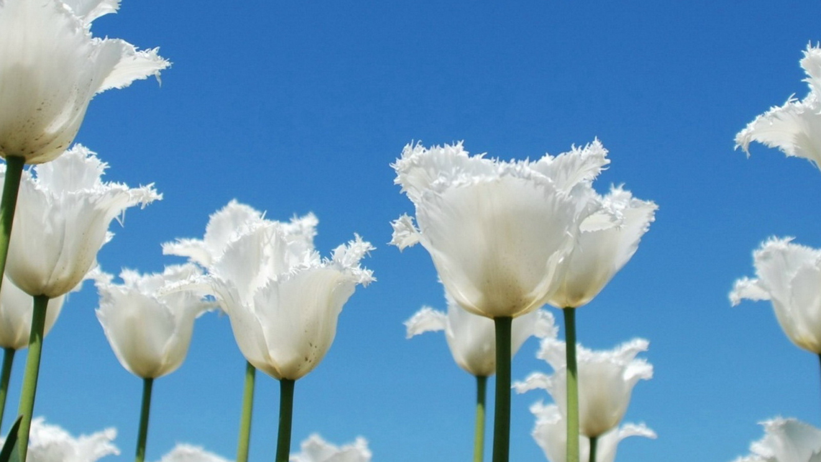 Тюльпаны-облака