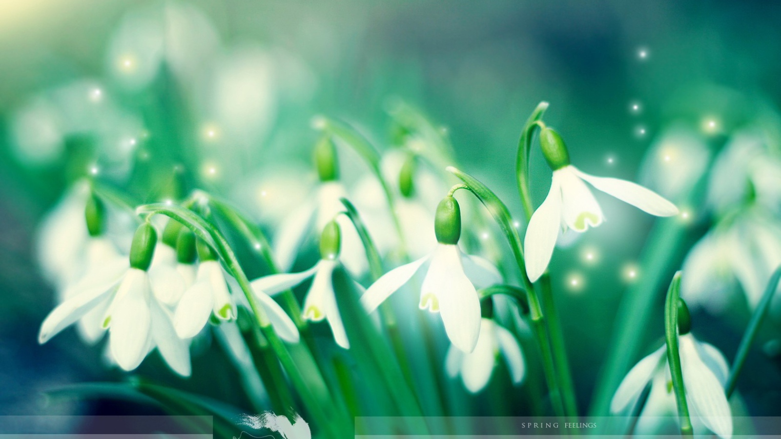 Первые подснежники Весенние цветы