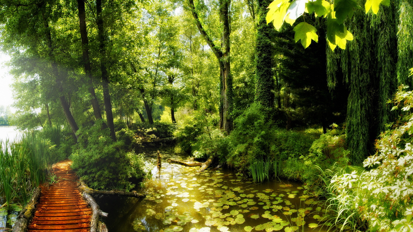 Красота леса