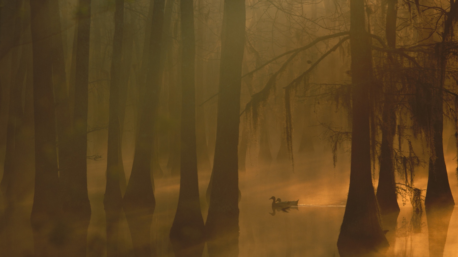 Туман в затопленном лесу