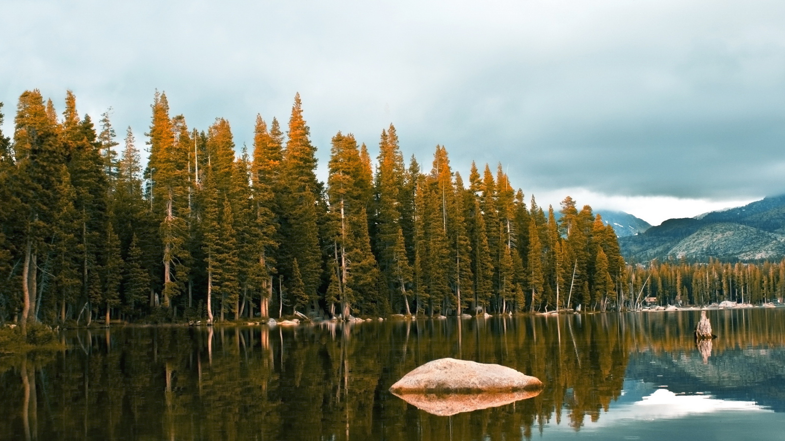 Лес около озеро