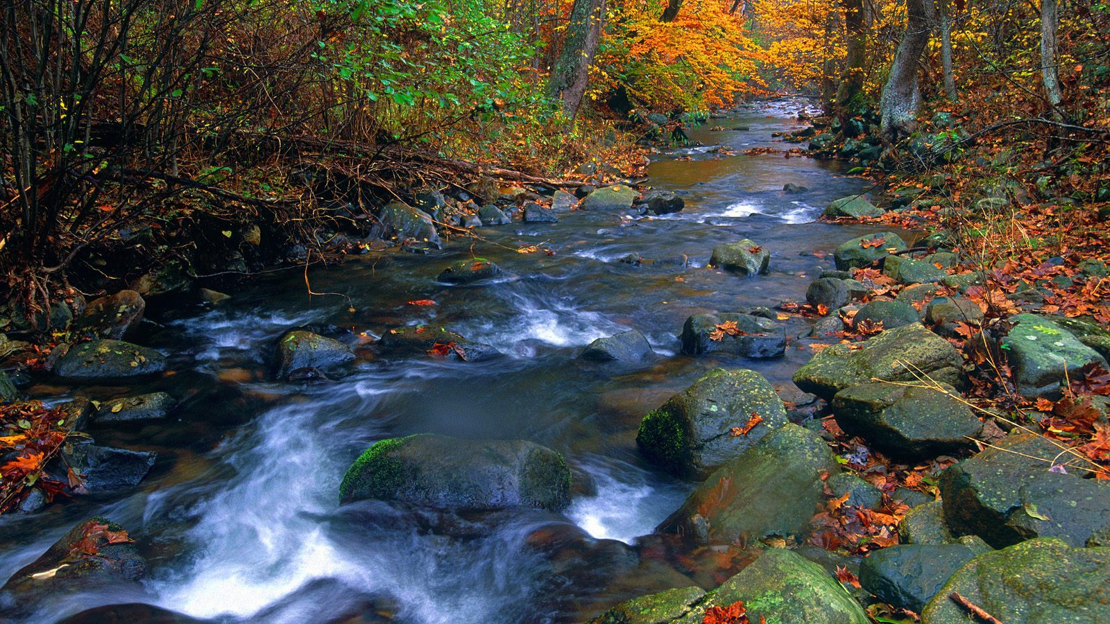 Река в лесу