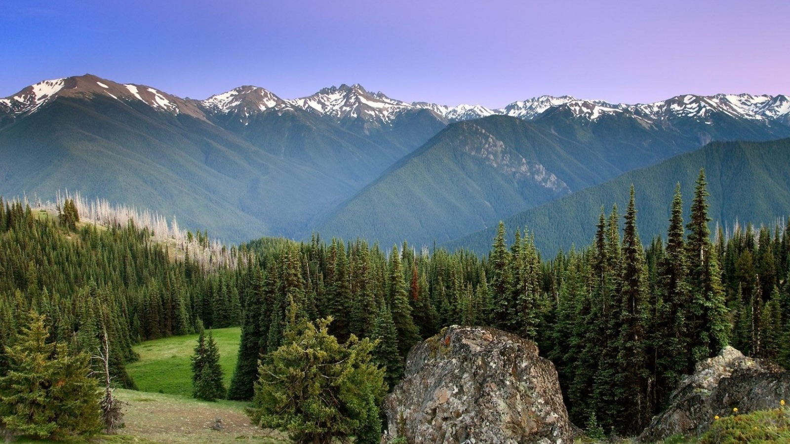 Лес на горных вершинах