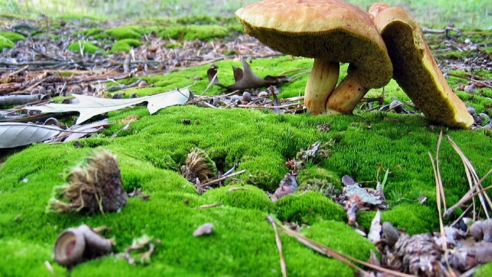 Грибы среди мха