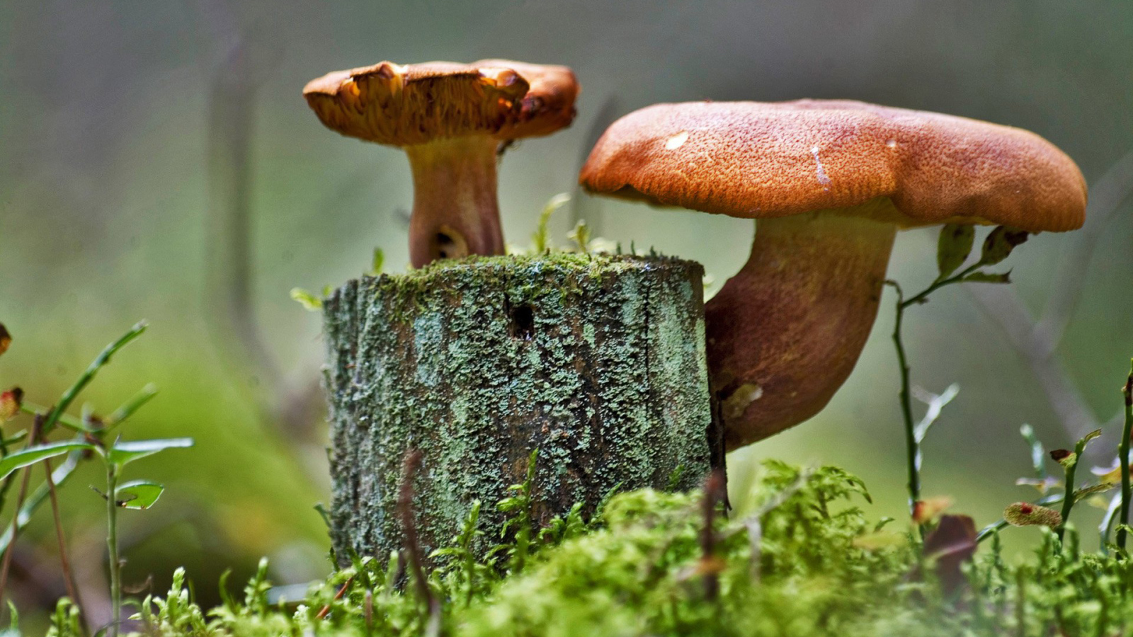 Грибочки на пне