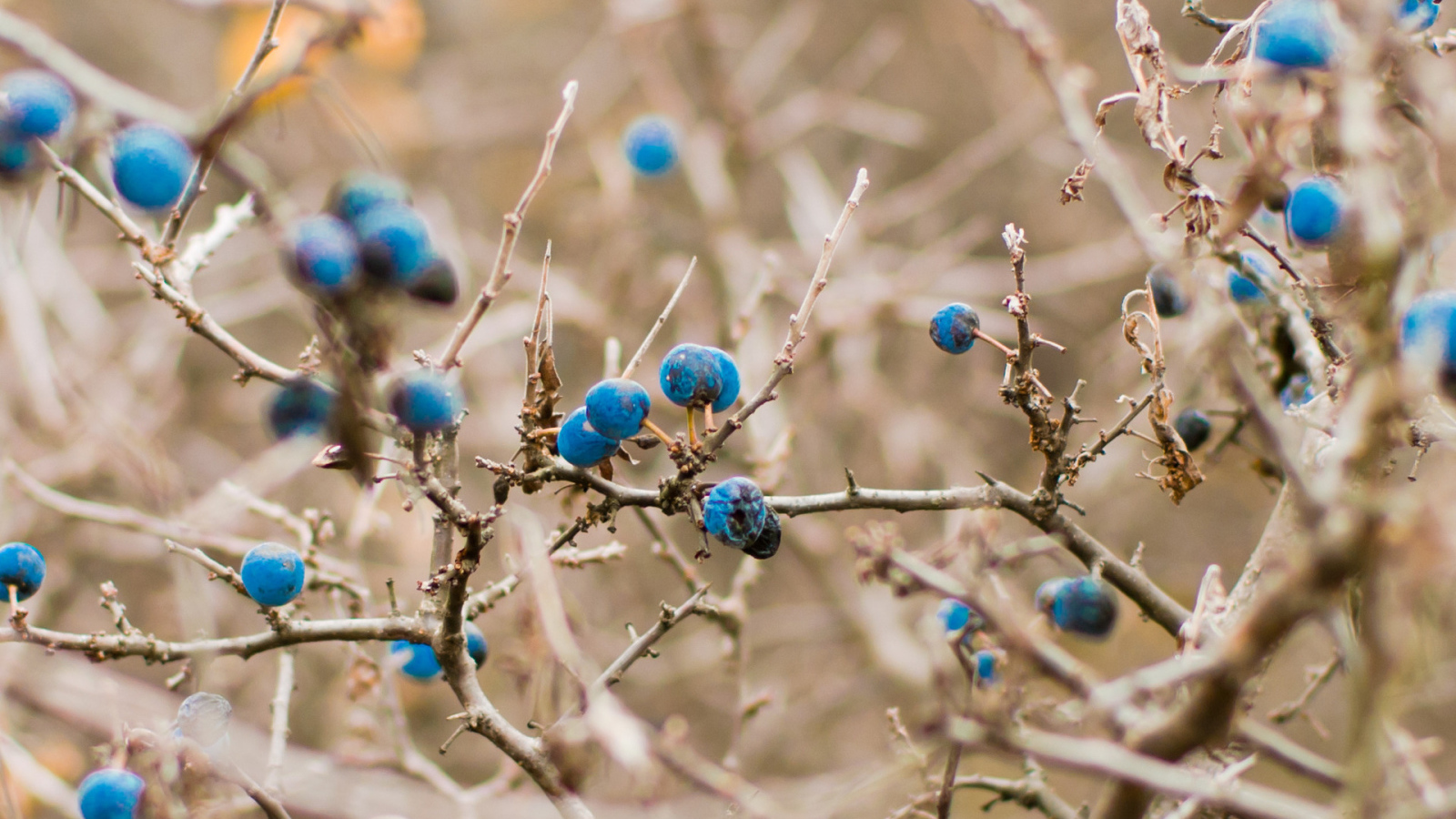 Кусты черники