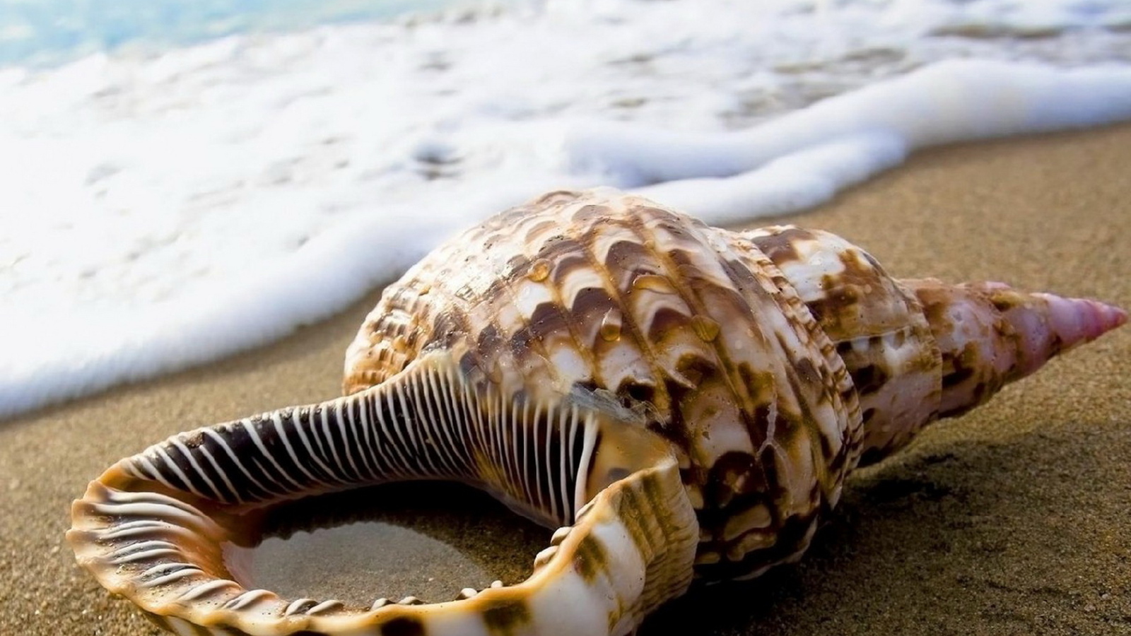 Ракушка на песке