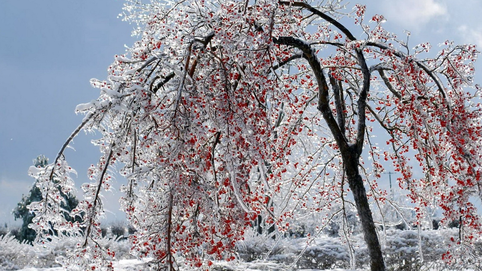 Калина красная