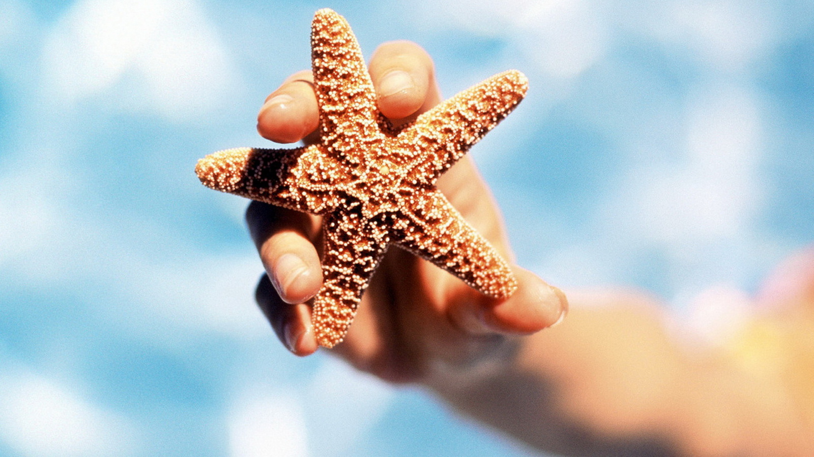 Морская звезда