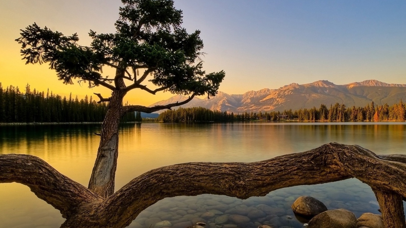 Дерево на берегу