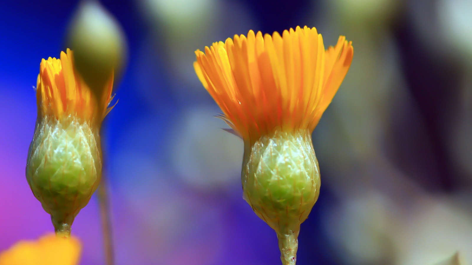 Распускаясь