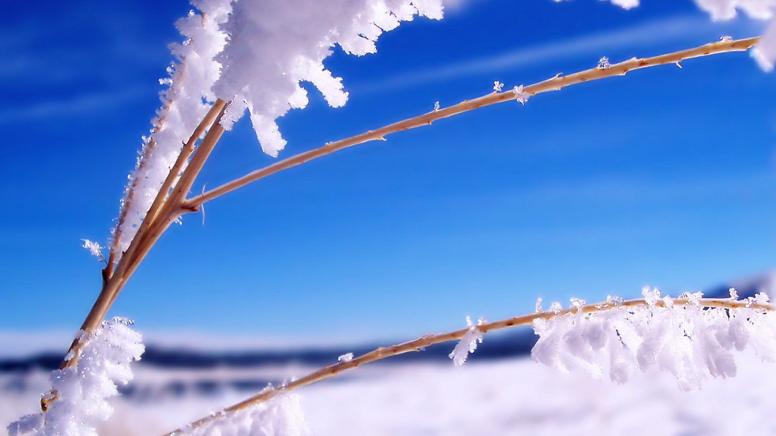 Ветка в инее