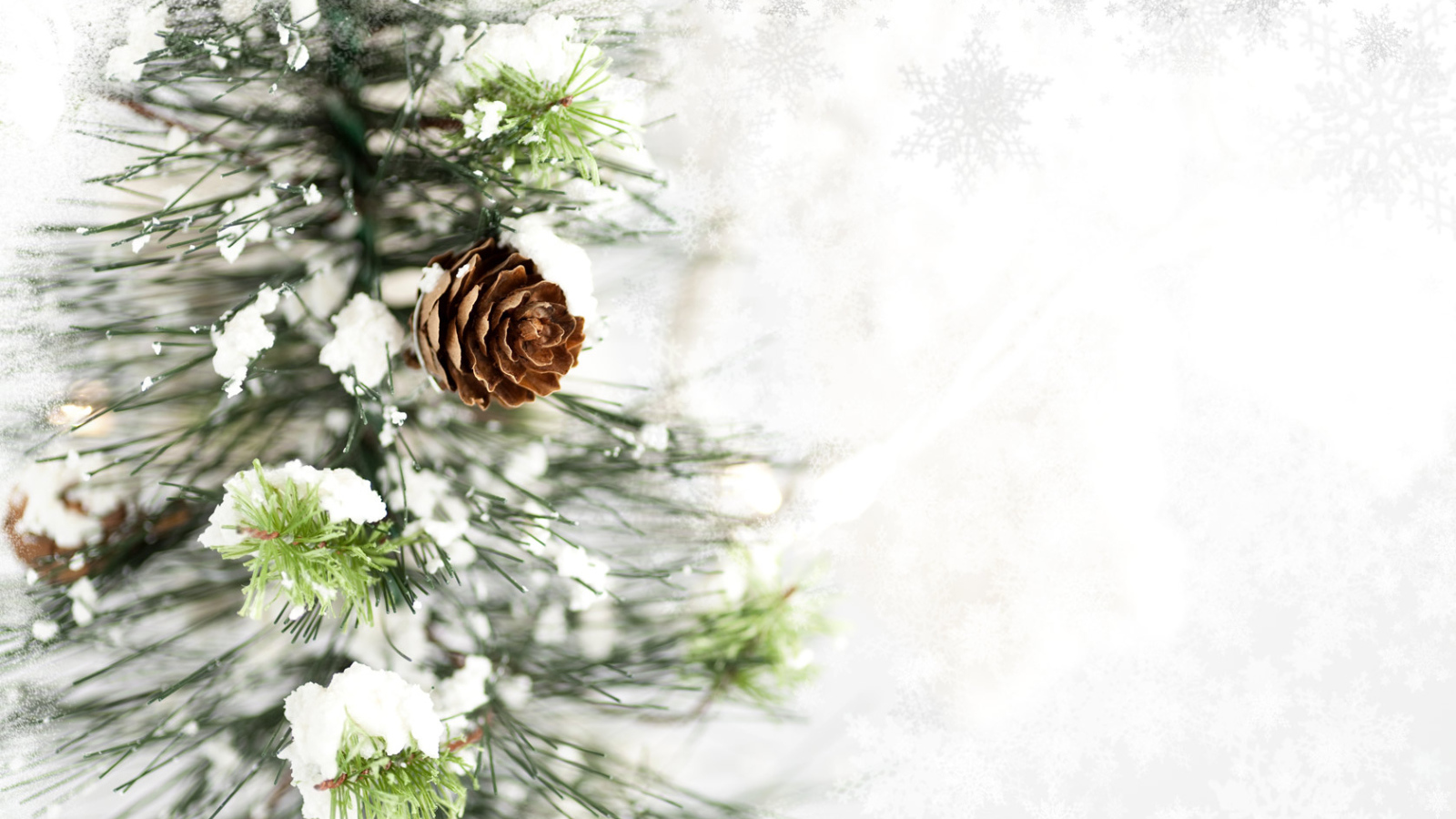 Ветка с шишкой