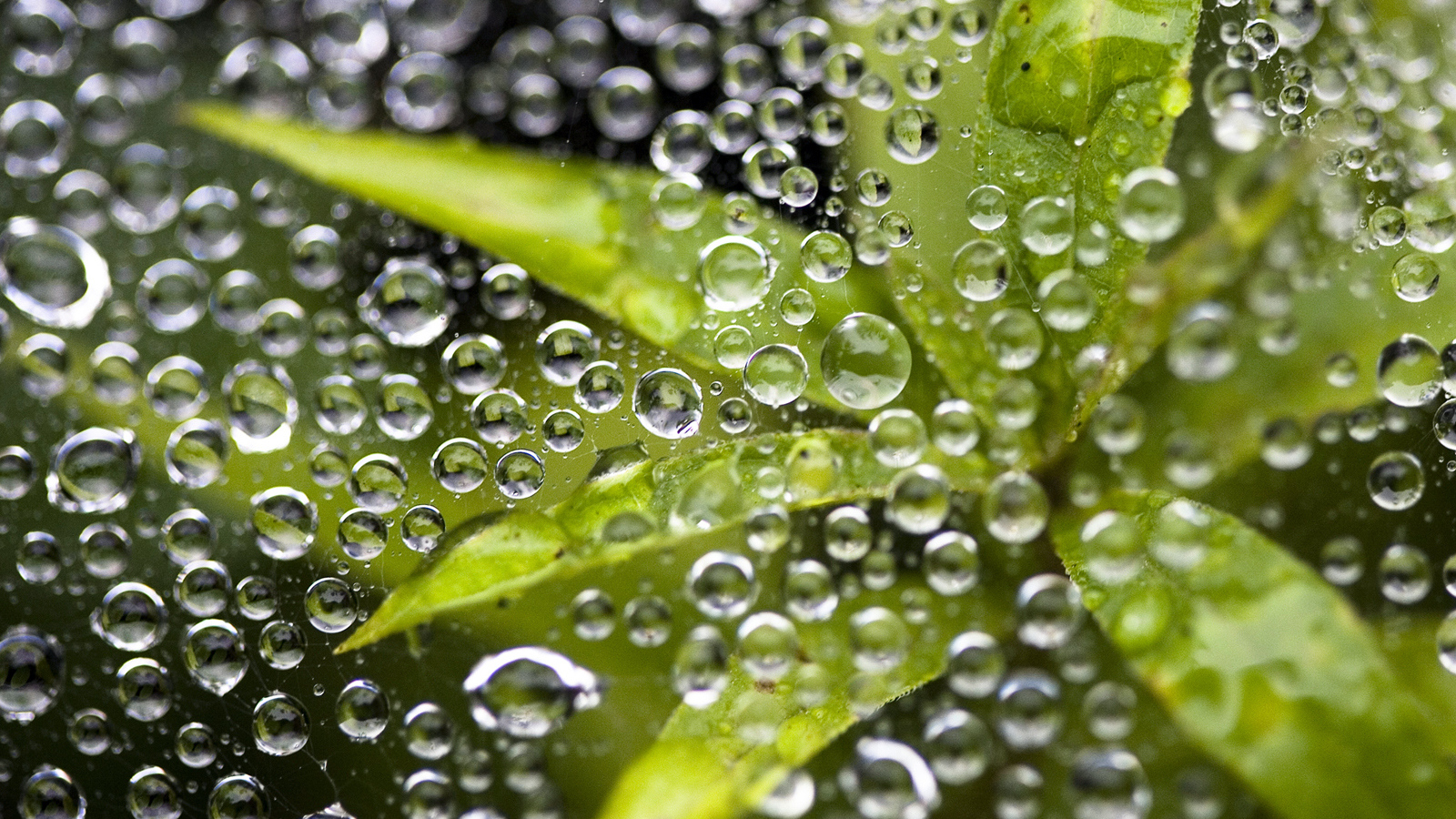 Растение под водой