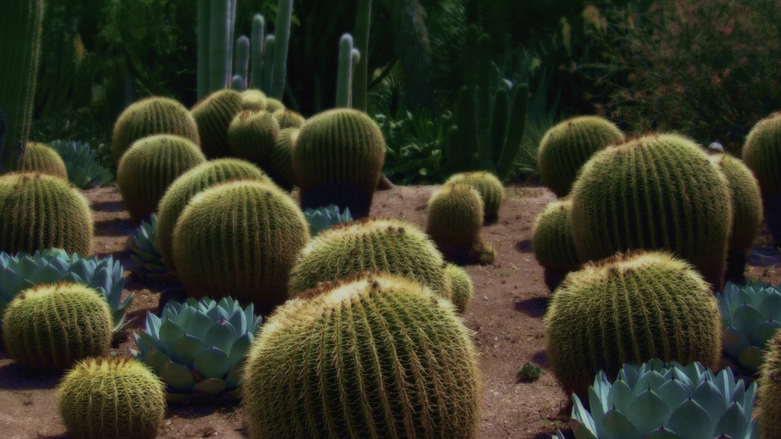 Колючие кактусы