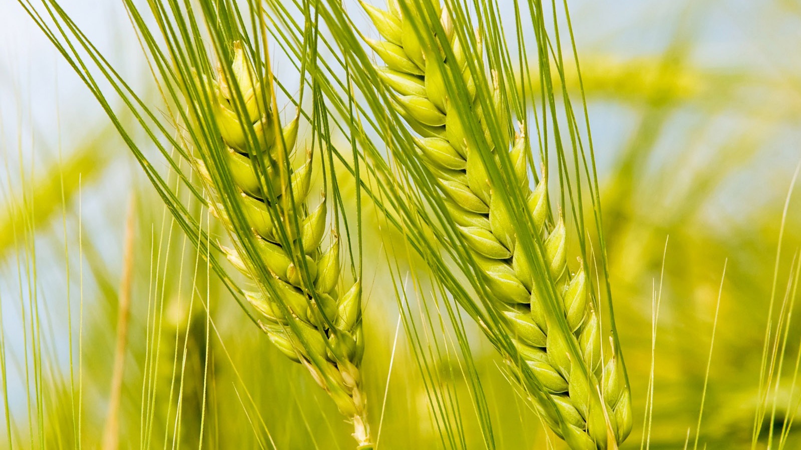 Колоски в поле