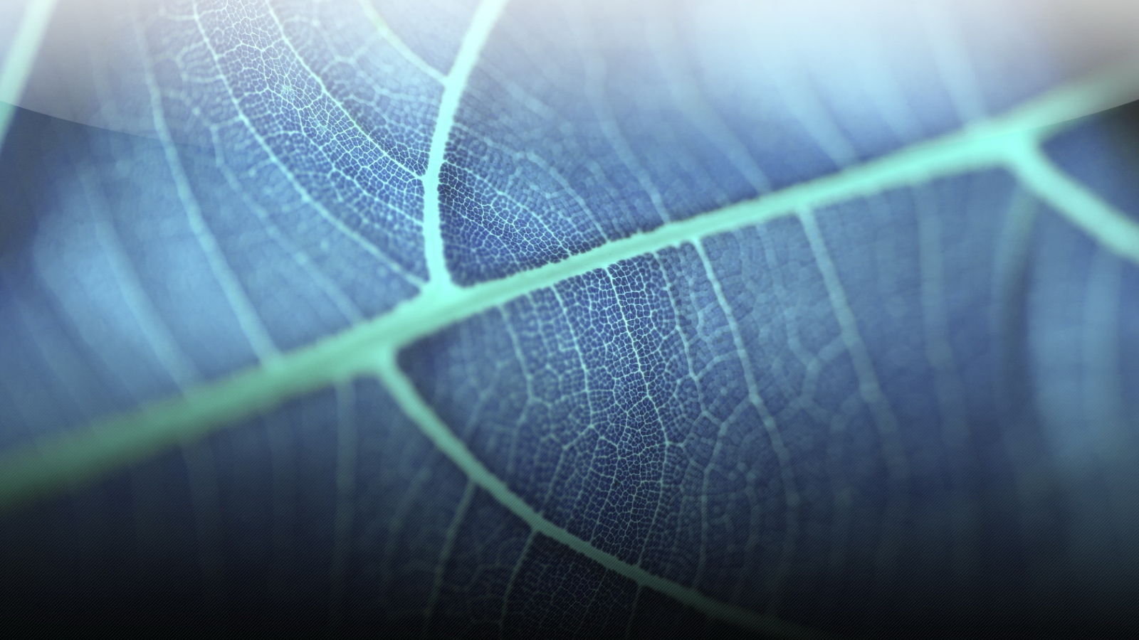 Прозрачный листик