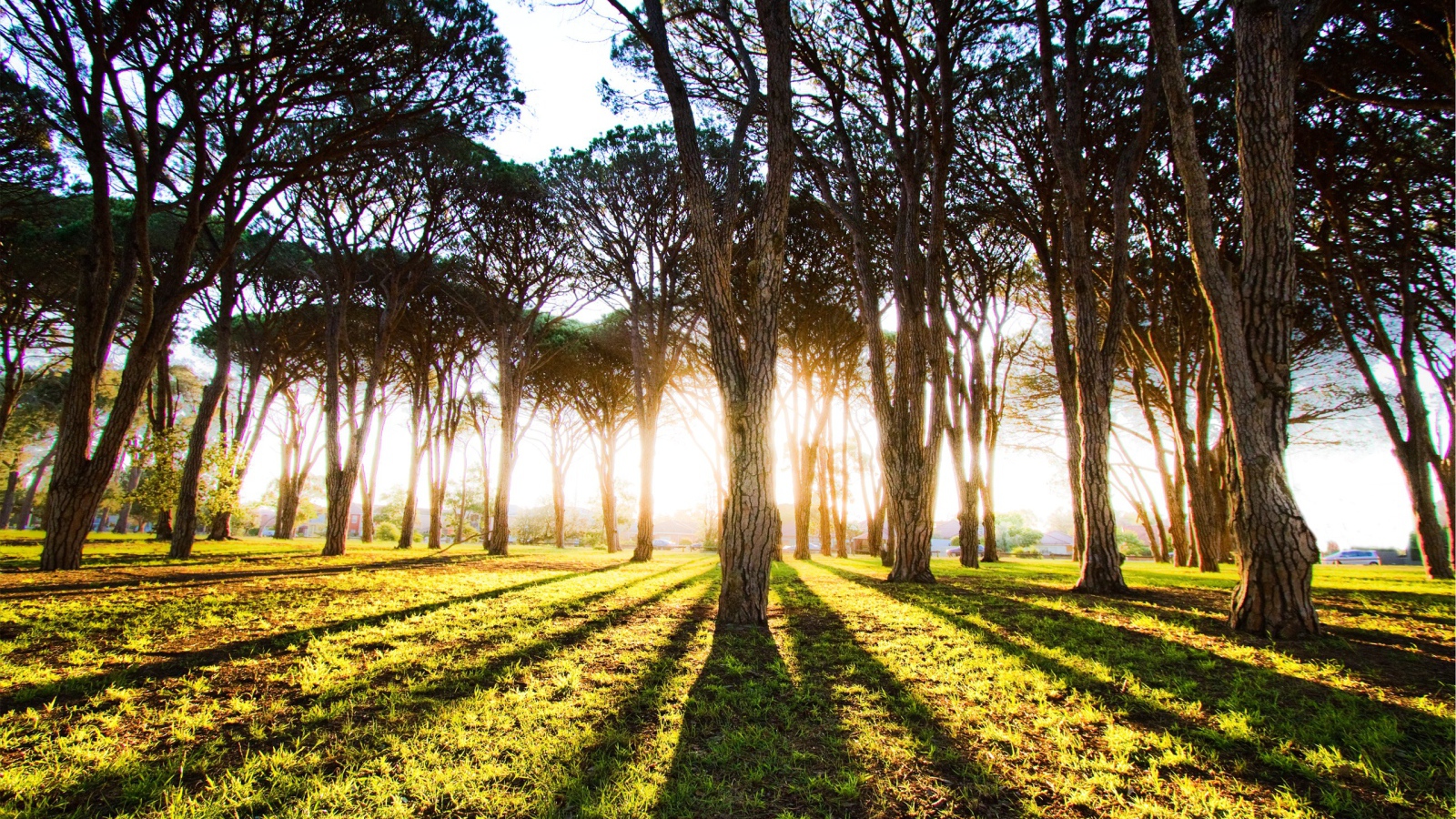 Длинные тени деревьев