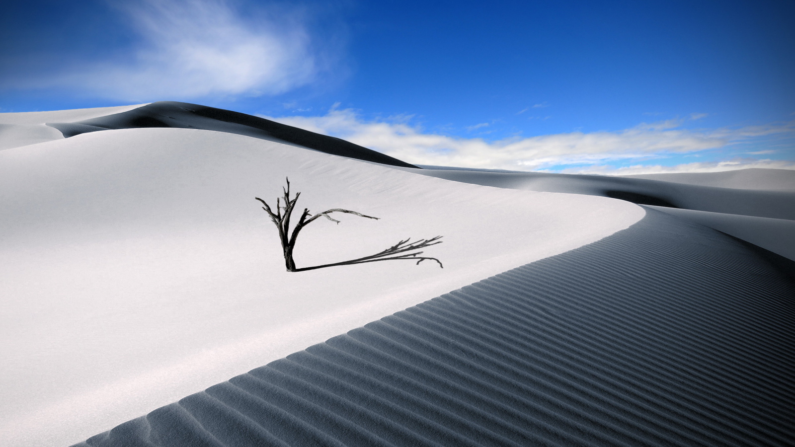 Ветка в пустыне