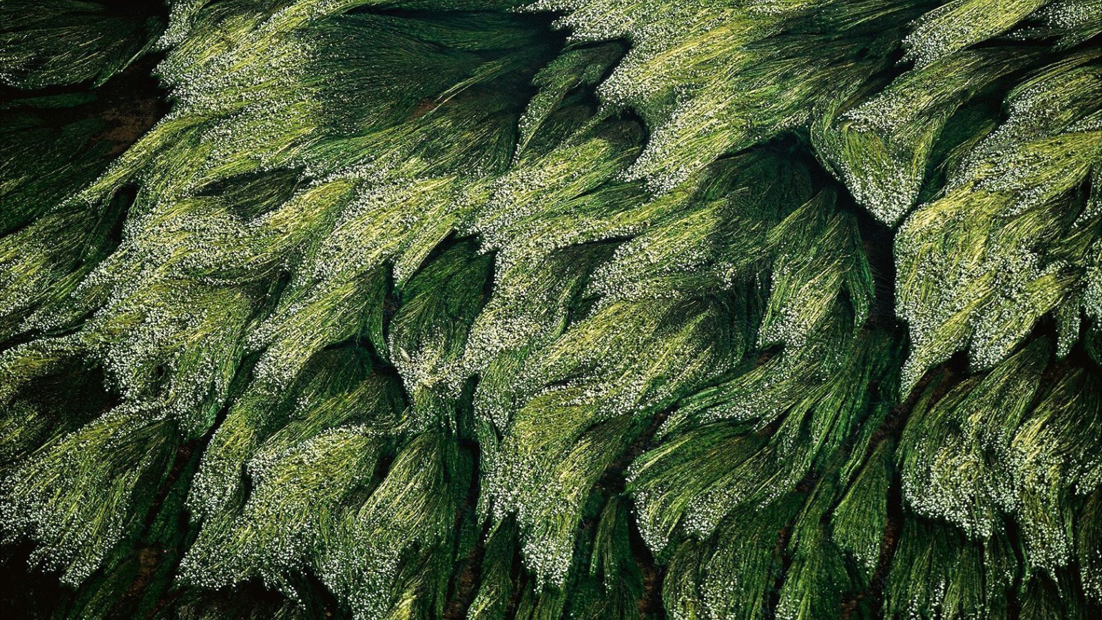 Трава в Луире