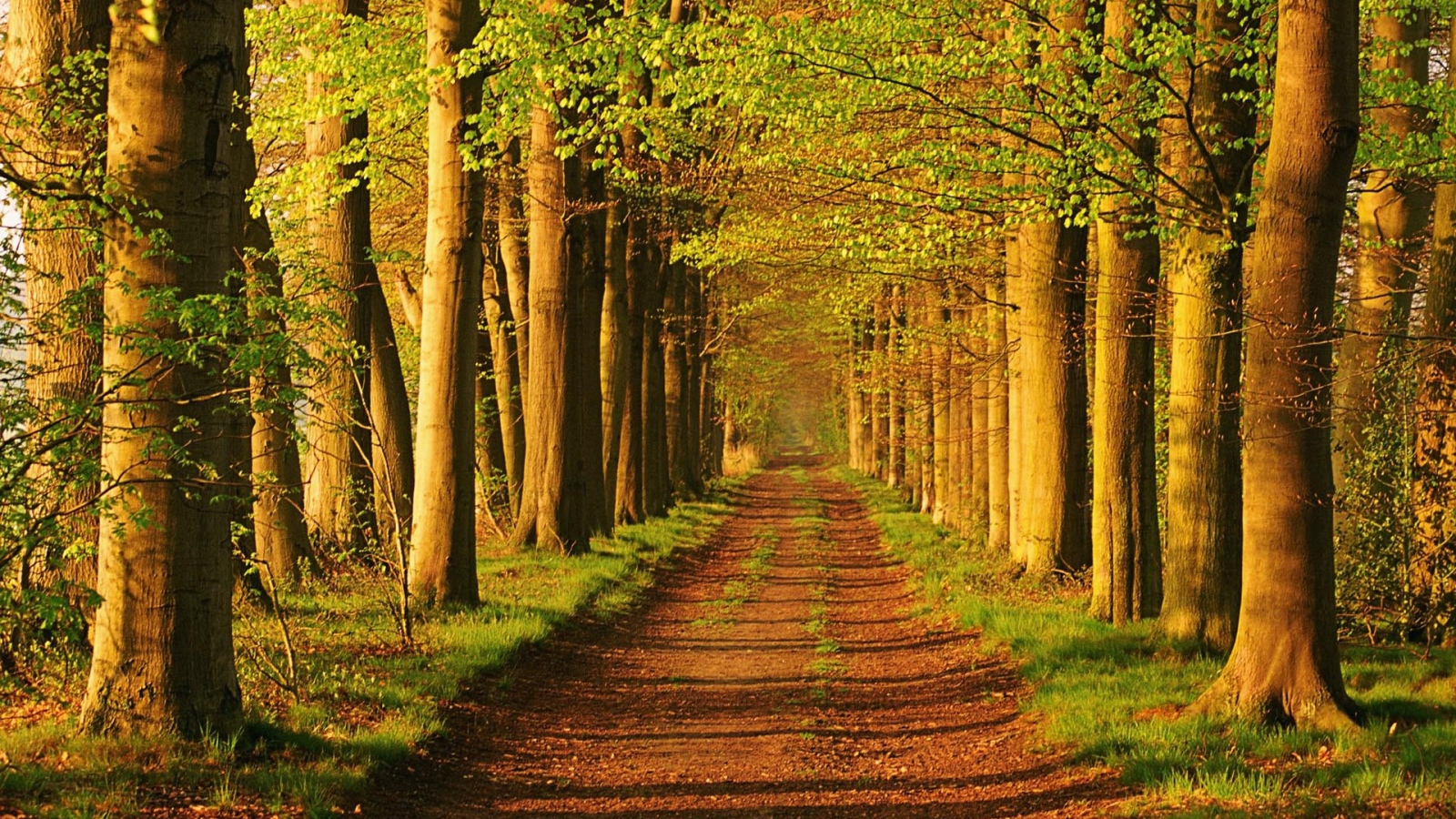 Лес в Голандии