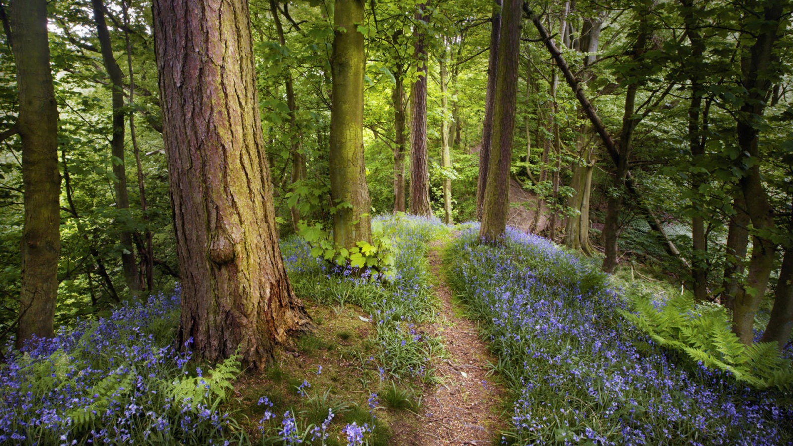 Лес в Подмосковье