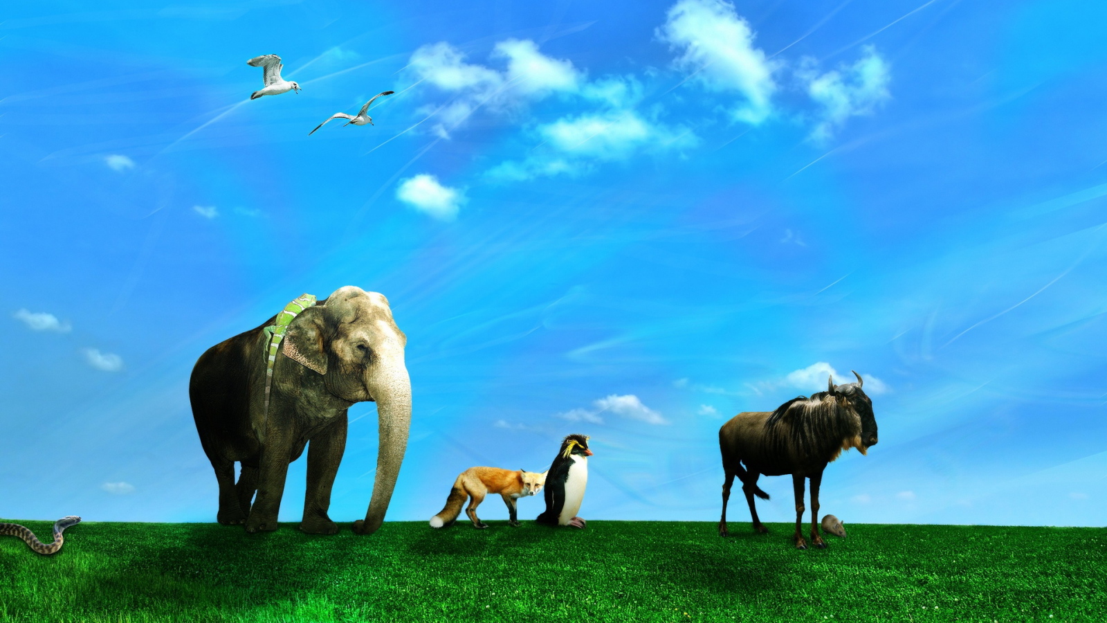 Дикие животные