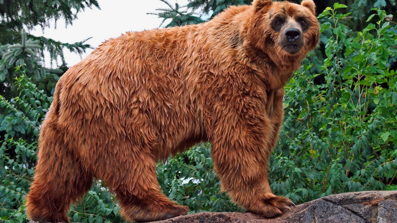 Медведь в лесу