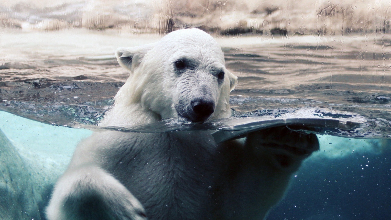 Белый медведь в воде