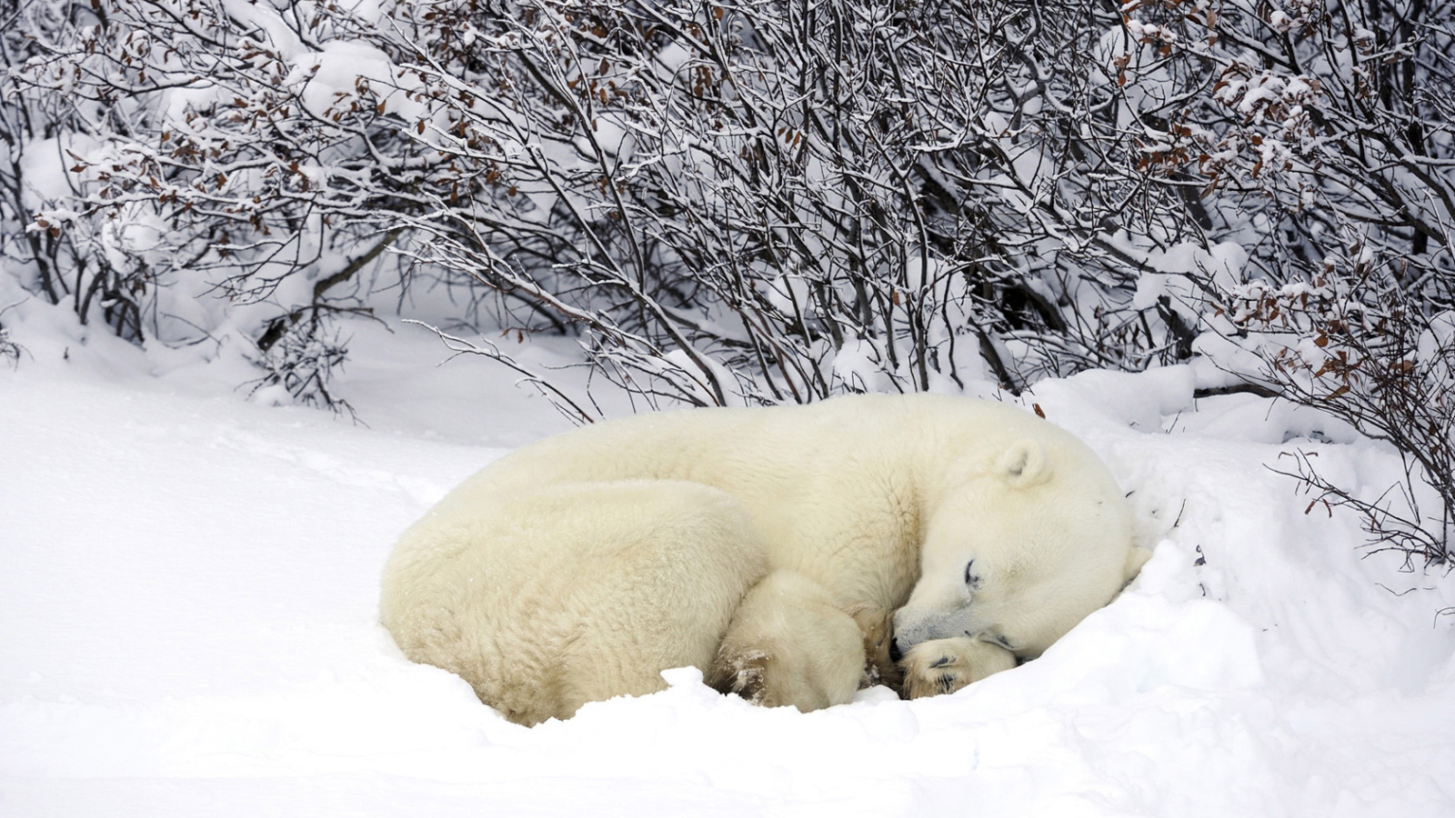 Мишка в снегу