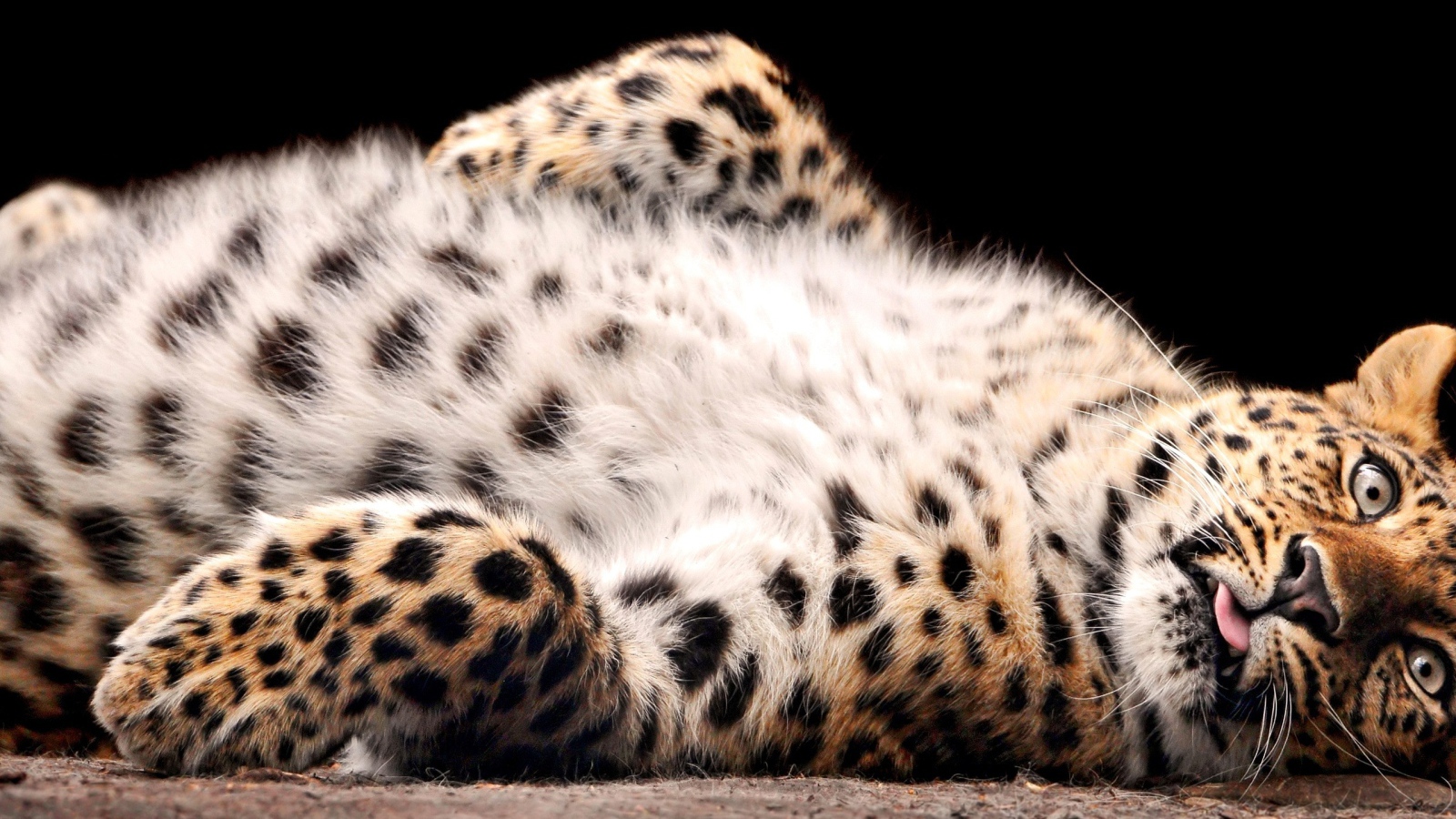 Большая кошка