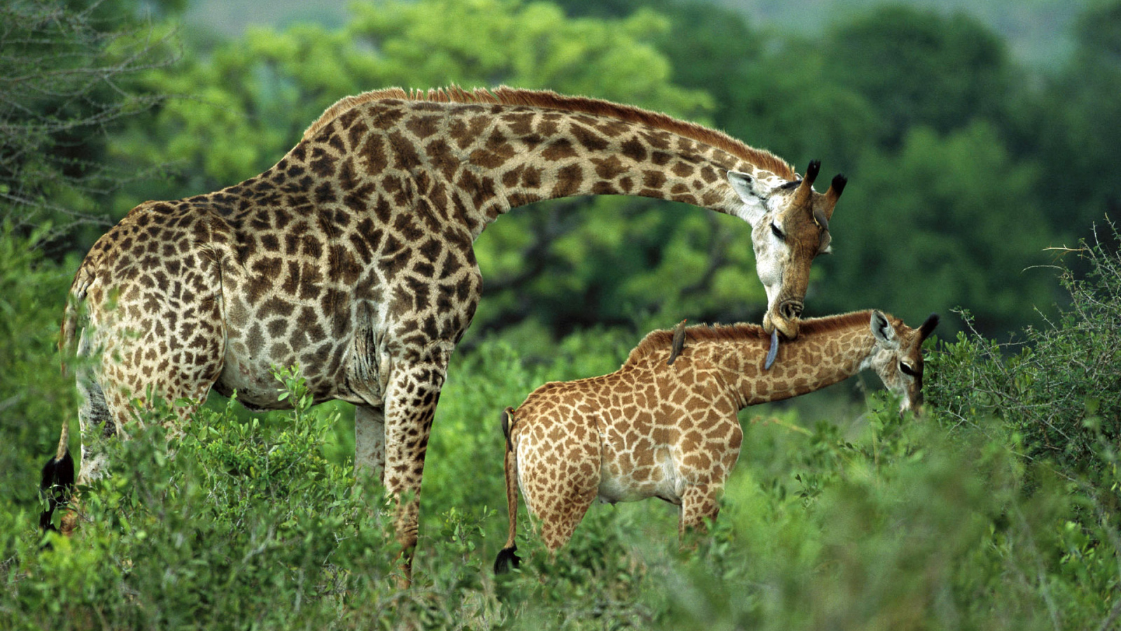 Семейство жирафа