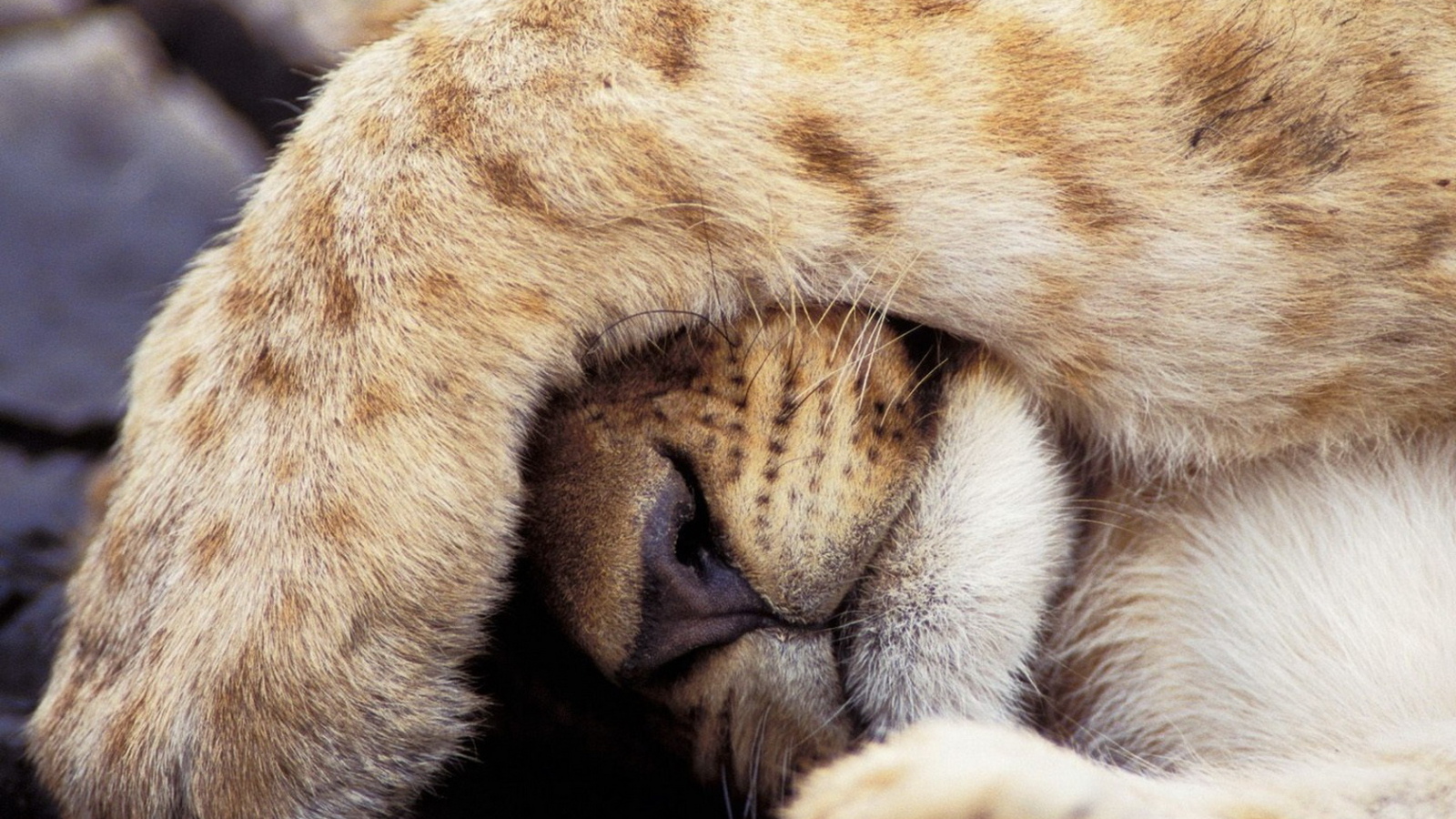 Прикрывшийся лев