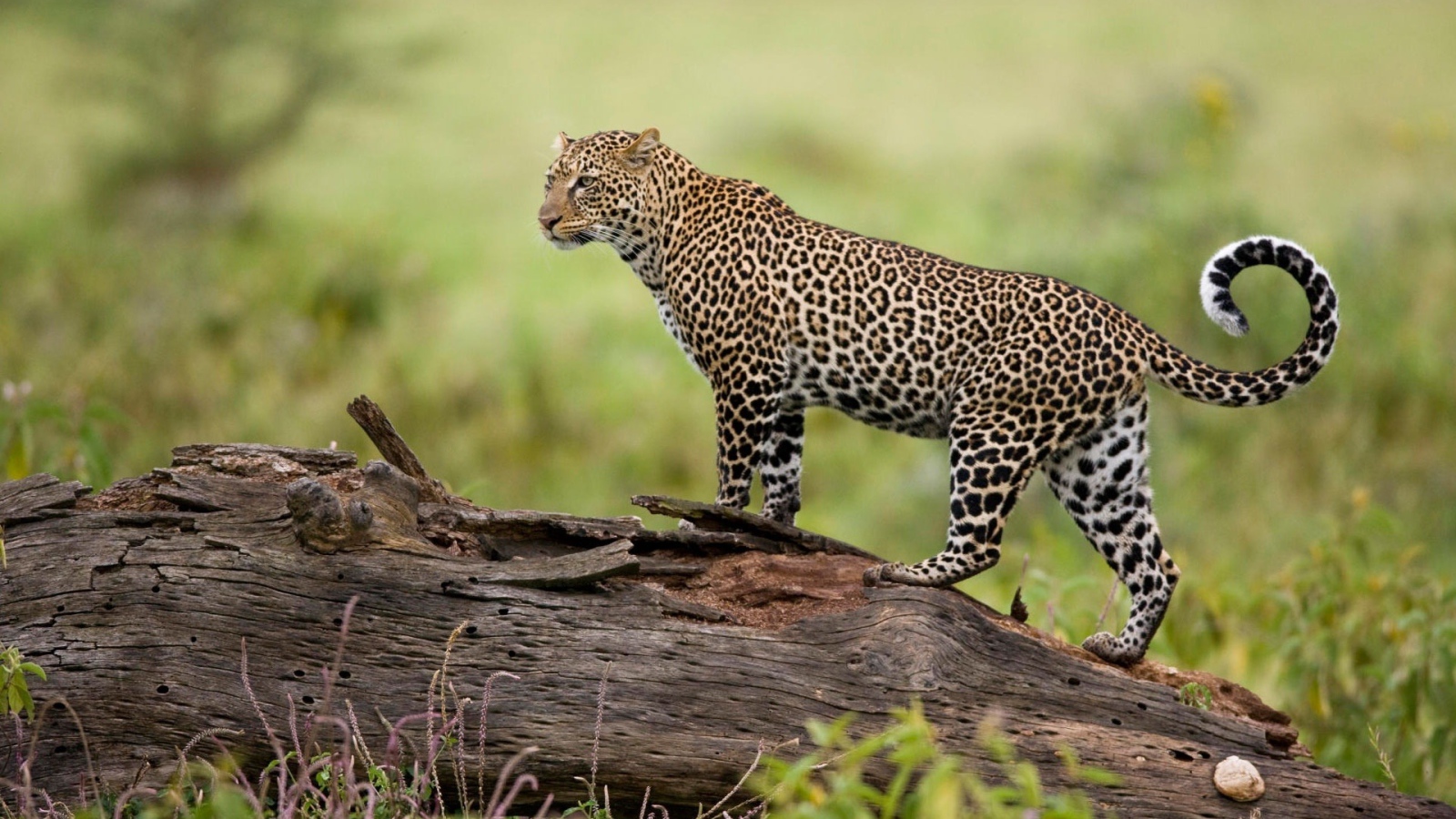 Леопард на бревне