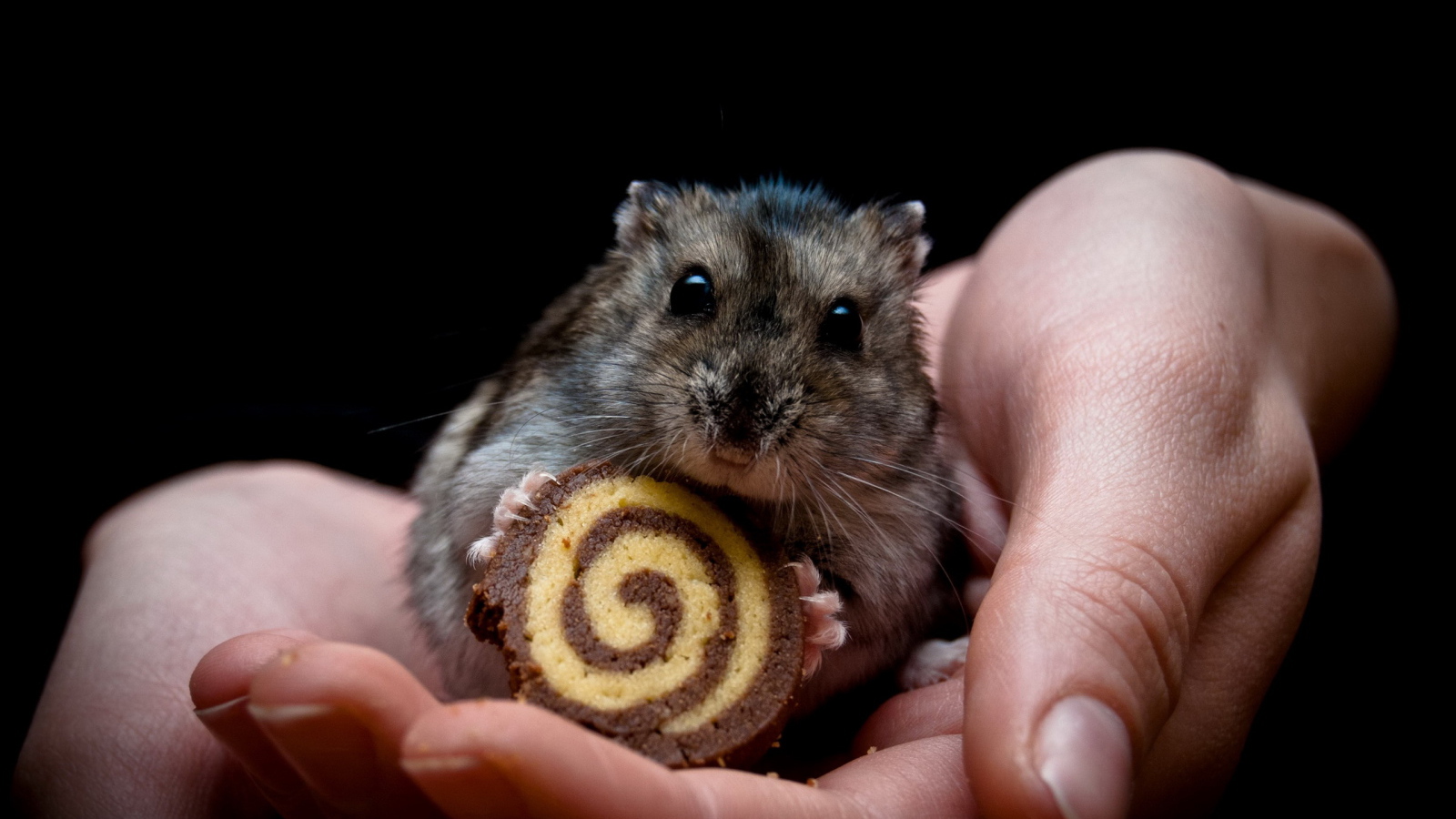 Мышонок и рулет