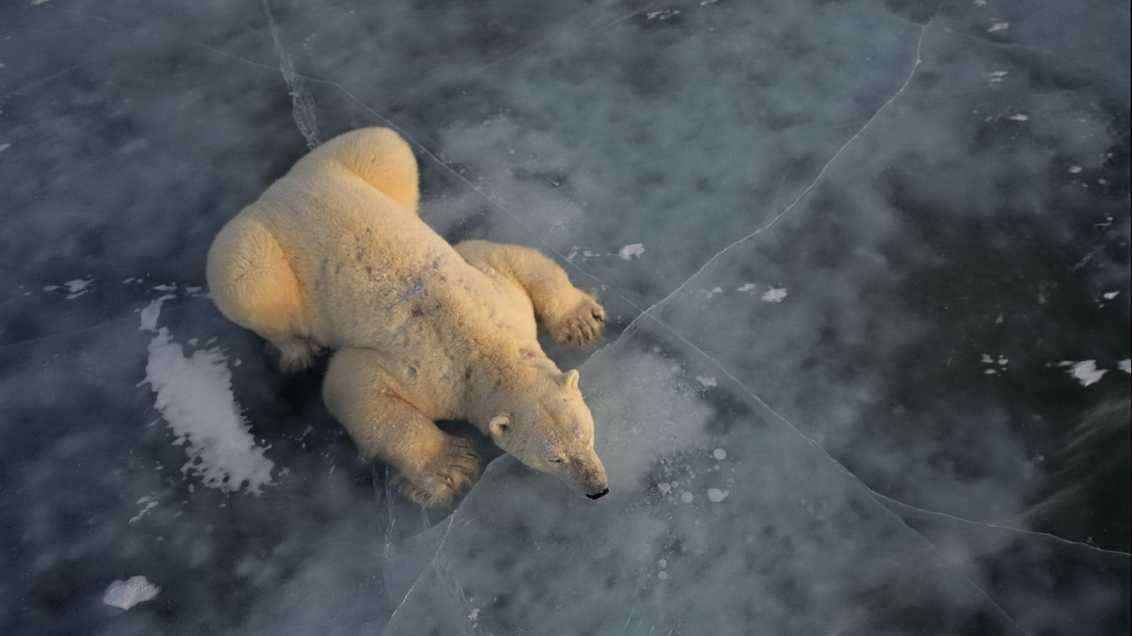 Белый медведь на льду