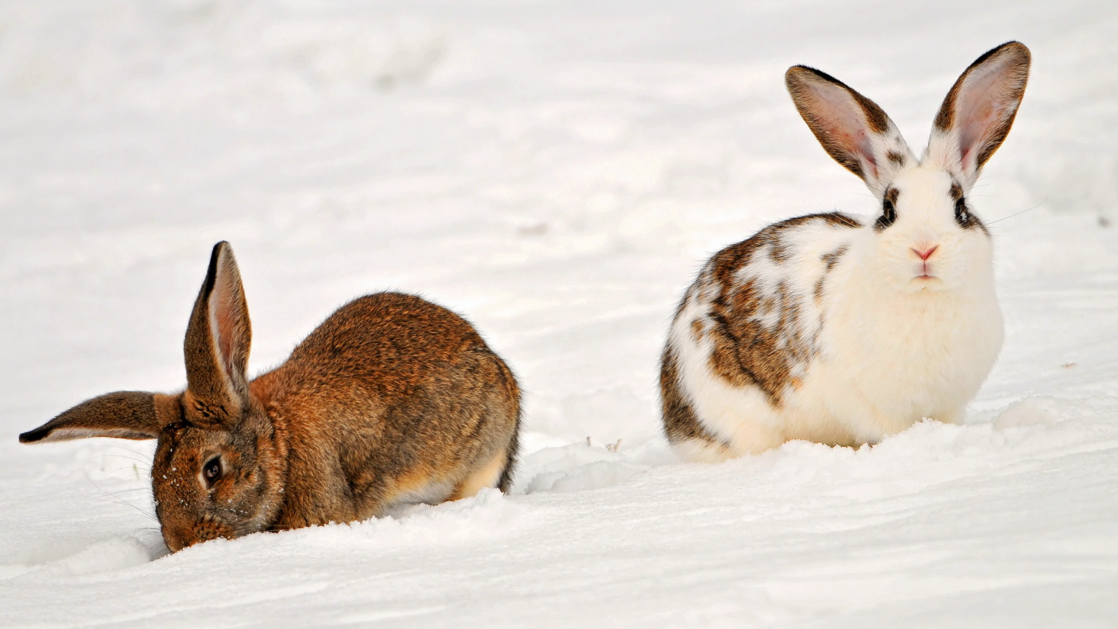 Кролики на снегу