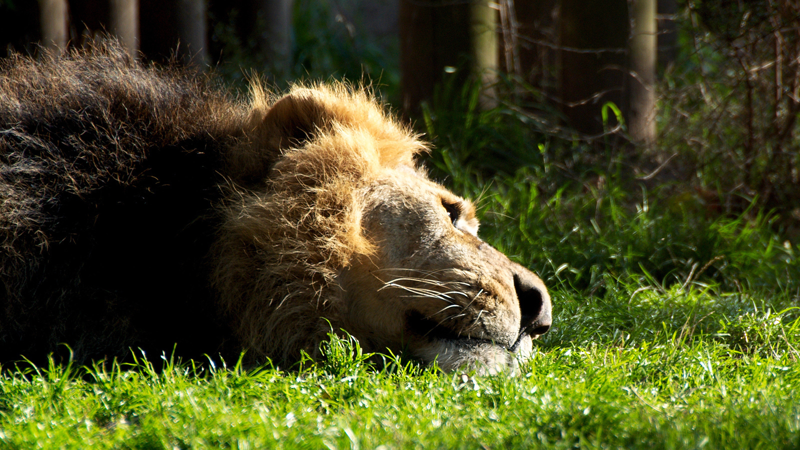 Отдыхающий лев