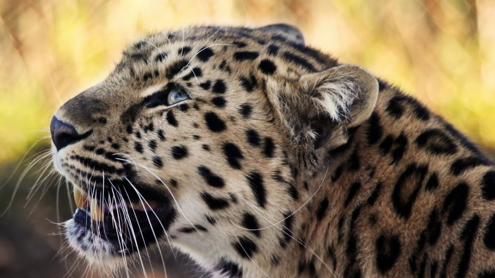 Снежный барс